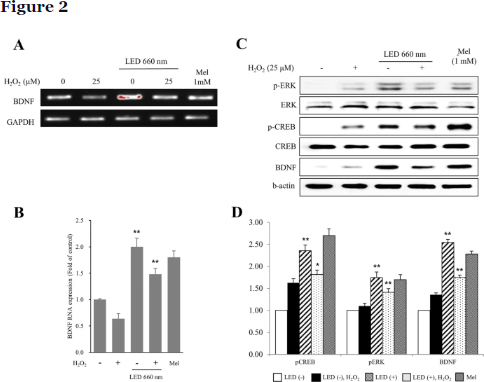 BDNF Expression