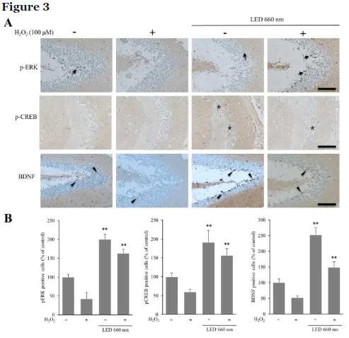 BDNF In The Mouse Hippocampus