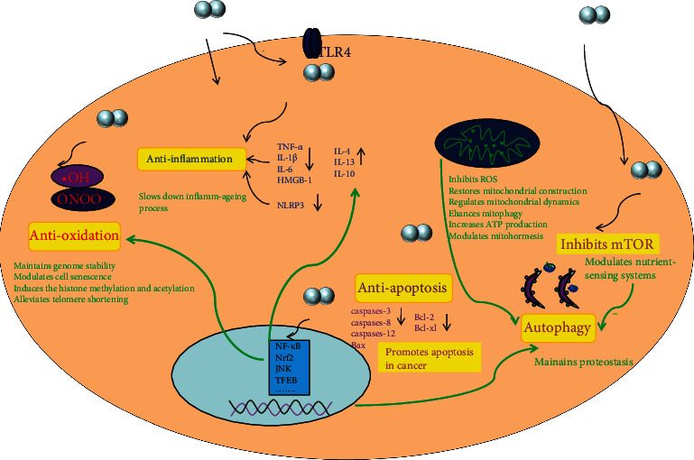 Aging Indicator via Apoptosis